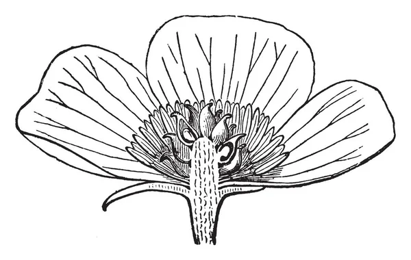 Una Foto Muestra Buttercup También Conocido Como Ranunculus Bulbosus Esta — Vector de stock