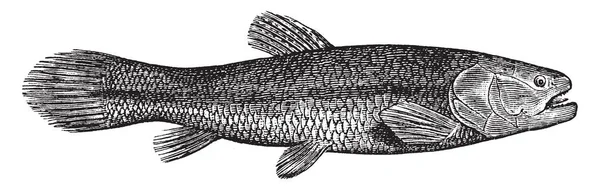 Золотая Трахира Рыба Семейства Трахир Семейства Erythrinidae Рисунок Винтажных Линий — стоковый вектор