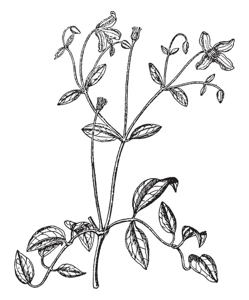 Obrázek Rostliny Clematis Eriostemon Listy Jsou Malé Oválné Tvaru Květina — Stockový vektor