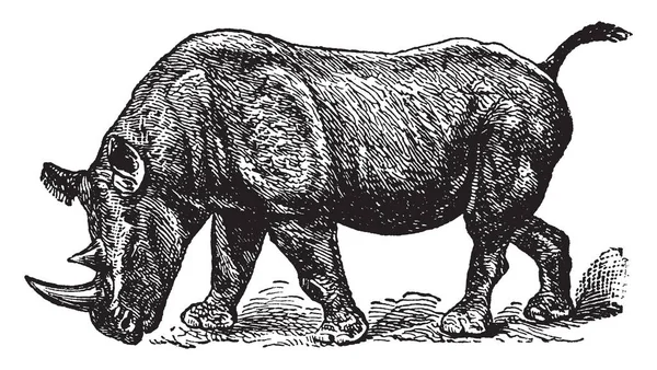 Rhinoceros Bicornis Mit Zwei Gut Markierten Afrikanisch Typischen Arten Vintage — Stockvektor