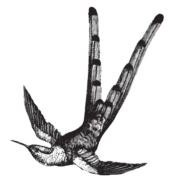 Bar Coda Hummingbird Capolavoro Linea Epoca Disegno Incisione Illustrazione — Vettoriale Stock