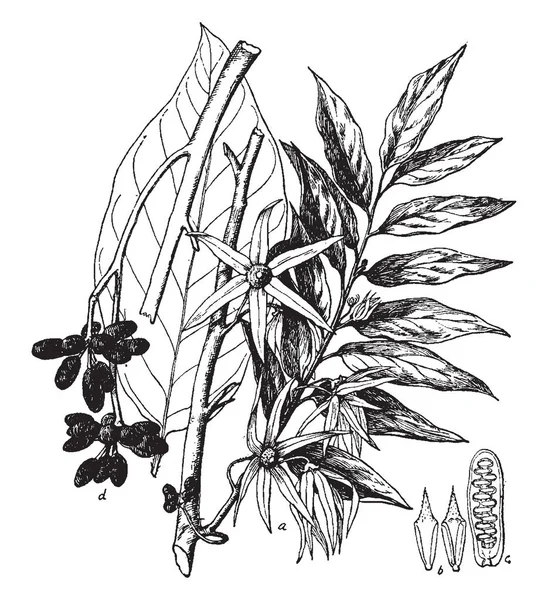 在这个框架是 Canangium Odorut 这些叶子长而嫩 他有花和一堆水果 复古线条画或雕刻插图 — 图库矢量图片