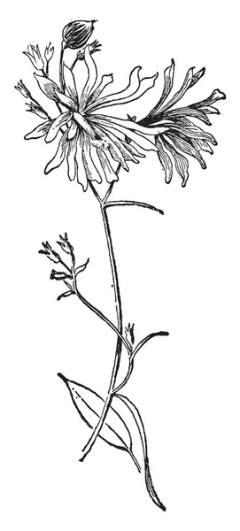 这是风铃沙山的 Soldanellaeflora 品种的形象 这开花植物有半双蓝色的花朵 复古线条画或雕刻插图 — 图库矢量图片