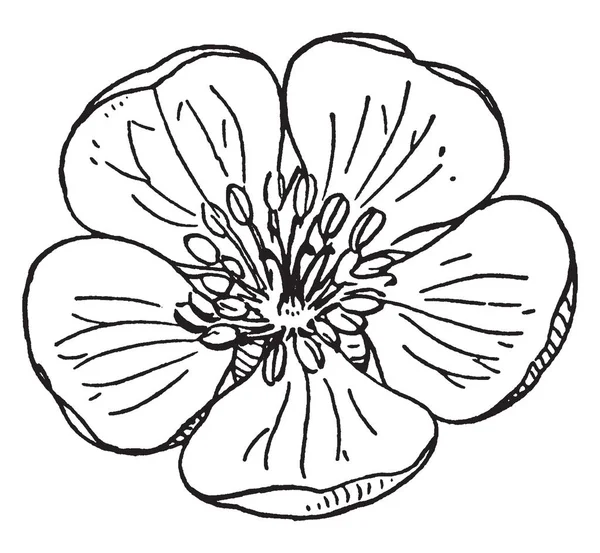 Рисунке Показан Яблочный Цветок Листья Плоские Круглой Формы Тычинки Нити — стоковый вектор