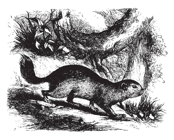 Souslik Species Squirrel Family Vintage Line Drawing Engraving Illustration — Stock Vector