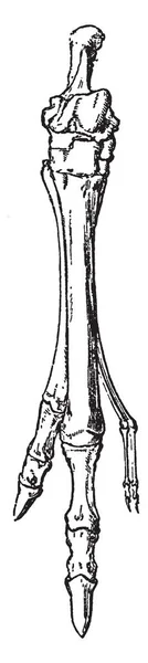 ビンテージの線描画や彫刻イラストの末端の端に位置する尾のカンガルー スケルトン — ストックベクタ