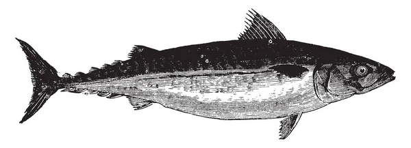 常见的鱼是十四到二十英寸长 复古线画或雕刻插图 — 图库矢量图片