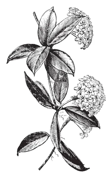 Hoya carnosa, onun çekici mumsu yapraklar ve tatlı tatlı kokulu çiçekler için yetiştirilen ortak bir ev bitkidir. Çiçek kümeleri içinde büyüyor ve kırmızı merkezi, vintage çizgi çizme veya oyma illüstrasyon ile her zaman çok solgun pembe beyazdır.