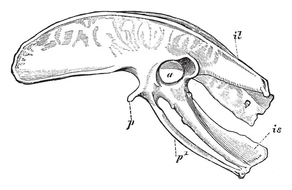 Diagram Van Het Bekken Van Een Kiwi Vintage Lijntekening Gravure — Stockvector