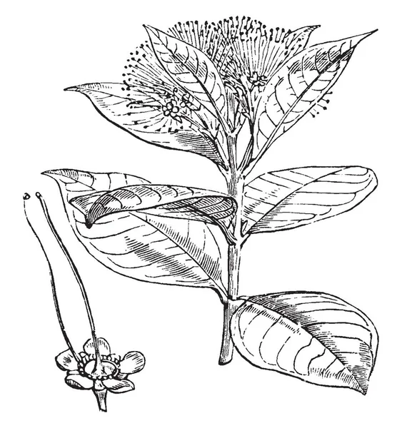 锡兰铁木的叶子 藤黄家族的热带树 Clusiaceae 种植在热带气候为其形式 和芬芳的花朵 复古线条画或雕刻插图 — 图库矢量图片