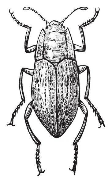 Elmis 甲虫是 Elmidae 家族中的甲虫品种 复古线条绘制或雕刻插图 — 图库矢量图片