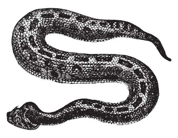 パフアダー モロッコ ビンテージの線描画や彫刻イラストから草原 サバンナ毒毒蛇種 — ストックベクタ