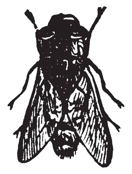 Sheep Botfly Est Une Espèce Répandue Mouche Genre Oestrus Dessin — Image vectorielle