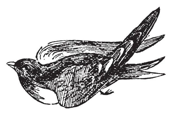 マーティンはツバメの種類 ヴィンテージの線描画や彫刻イラストの鳥 — ストックベクタ