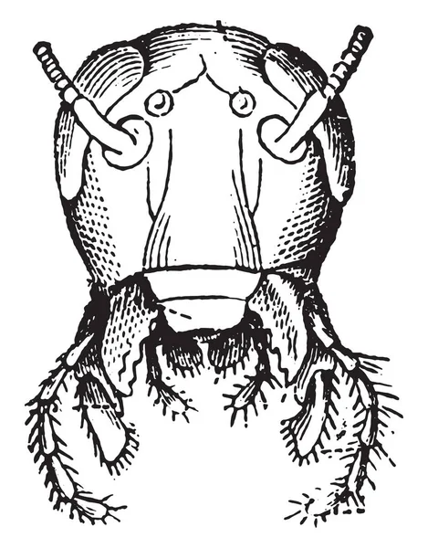 Cabeza Cucaracha Vista Frontal Ilustración Grabada Vintage Historia Natural Los — Vector de stock