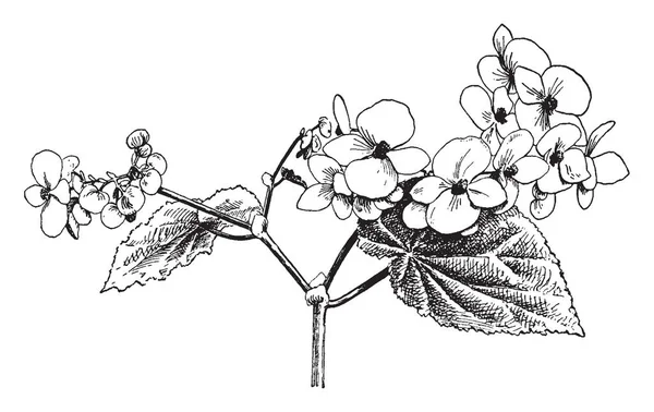 花有四花瓣 花开花从1月到月 树枝肿在节点上 复古线条画或雕刻插图 — 图库矢量图片