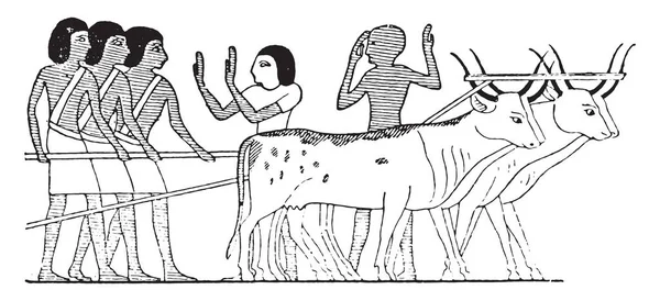 Oxen Dragging Catafalque Vintage Engraved Illustration — Stock Vector