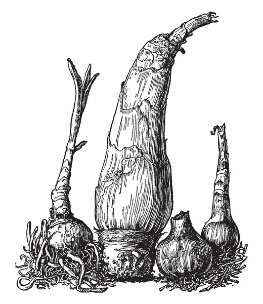 Sketch Four Different Crinum Bulbs Moorei Giganteum Kirkii Powellii Vintage — Stock Vector