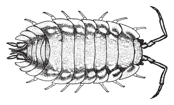 Sow Bug Een Terrestrische Schaaldieren Overvloedige Vintage Lijntekening Gravure Illustratie — Stockvector