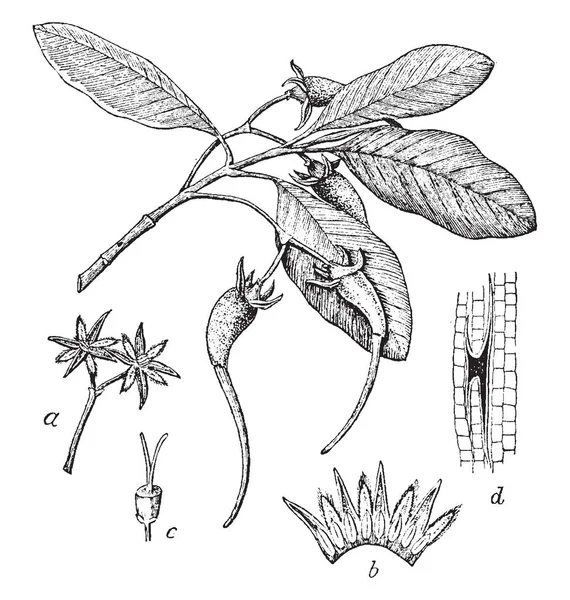 이것은 맹그로브 나무와 소금으로 알려진 빈티지 드로잉 그림의 — 스톡 벡터