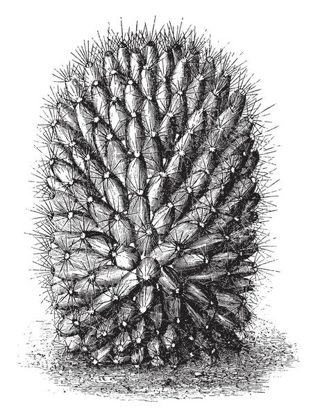Μια Εικόνα Που Δείχνει Φυτό Του Mammillaria Dolichocentra Mammillaria Dolichocentra — Διανυσματικό Αρχείο