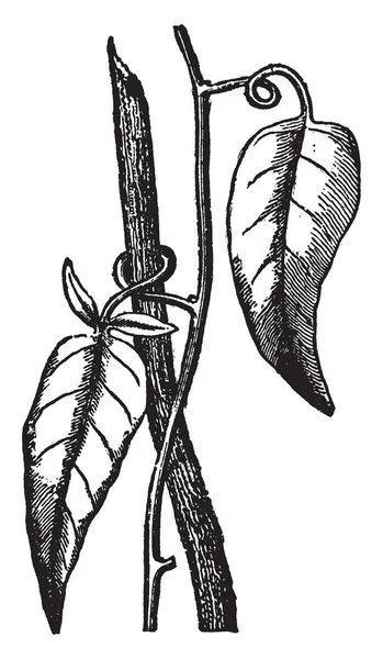 Ein Bild Zeigt Die Pflanze Solanum Jasminoides Die Blätter Sind — Stockvektor