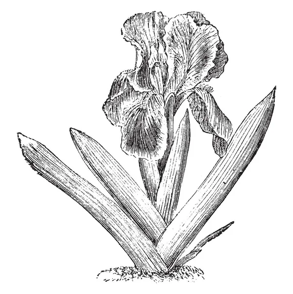 Una Pianta Nana Piccola Iris Fiori Sono Colore Viola Lilla — Vettoriale Stock