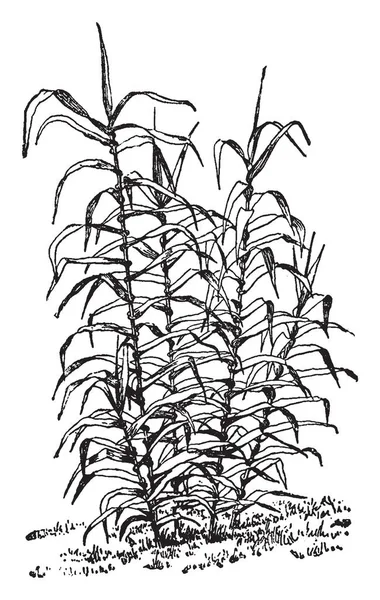 Arundo Donax Common Known Giant Reed Grows Twenty Feet Tall — Stock Vector