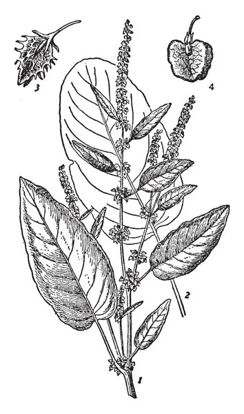 Las Dos Especies Principales Muelles Son Muelle Hoja Ancha Muelle — Vector de stock