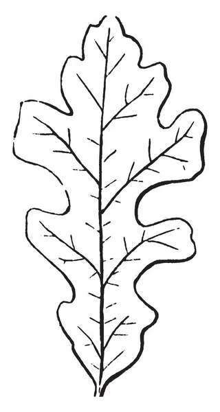 Una Imagen Lobed Leaf Los Lóbulos Son Redondeados Margen Hoja — Archivo Imágenes Vectoriales