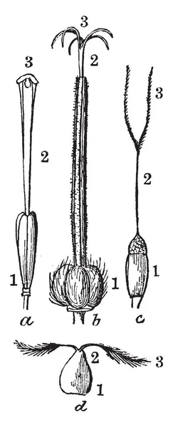 Esta Imagem Mostra Exemplo Pistilo Imagem Mostra Uma Forma Diferente —  Vetores de Stock