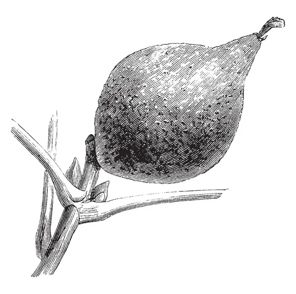 Fruto Juglans Regia Longtrostris Fruta Forma Huevo Tiene Una Cáscara — Vector de stock