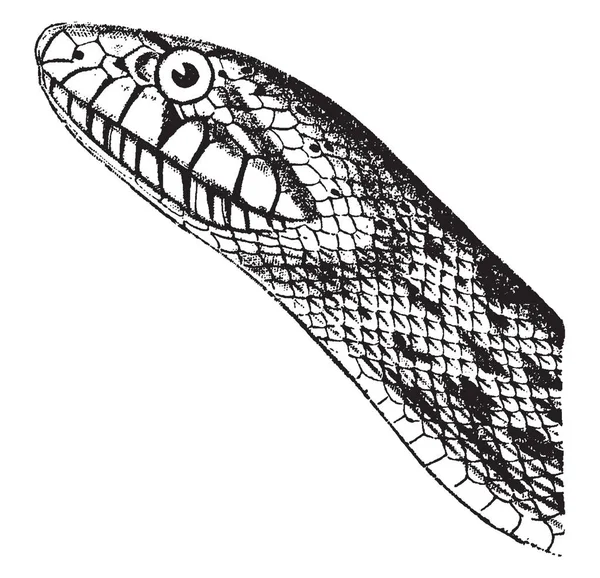 松树蛇是一种中美物种的卵生流行的美国东南部 复古线条画或雕刻插图 — 图库矢量图片