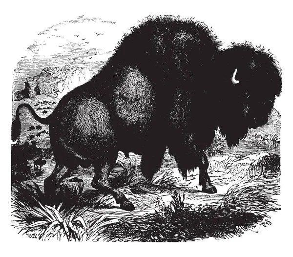 American Bison Jest Gatunkiem North American Bison Vintage Rysowania Linii — Wektor stockowy