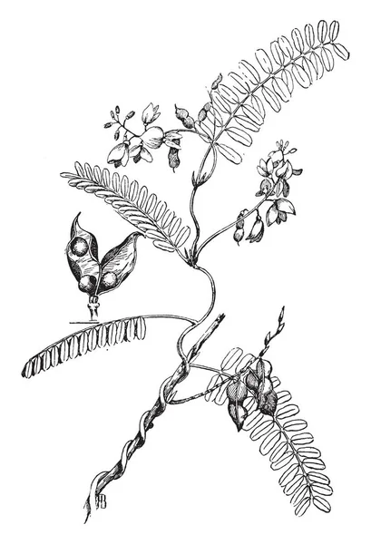 一张显示蟹眼藤的图画 它是圆的和小的 它是种子的类型 复古线条画或雕刻插图 — 图库矢量图片