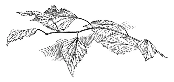 Obrázek Venosa Mulberry Větve Listy Moruše Jsou Bez Kofeinu Obsahují — Stockový vektor