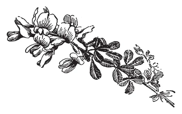 エニシダの Canariensis は毛むくじゃらの緑茎を持つ大型の低木です 葉は楕円形のチラシをそれぞれ長くて密集毛 ヴィンテージの線描画や彫刻イラストまで成っています — ストックベクタ