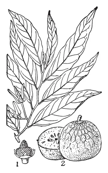 Изображение Заварного Яблока Ветвей Рисунок Винтажной Линии Гравировка Иллюстрации — стоковый вектор