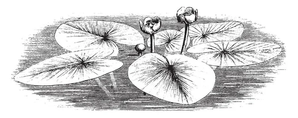 Sarı Nilüfer Çok Yıllık Bir Bitkidir Yaprakları Oval Kalp Şekli — Stok Vektör