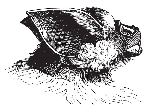 Diese Illustration Stellt Rhinolophus Nobilis Vintage Linienzeichnung Oder Gravierillustration Dar — Stockvektor