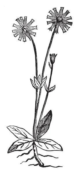 紫苑上的花朵中央圆盘 四周环绕着花瓣 在这张图片有两朵花和一个芽 他们有长茎和叶子生长在茎 复古线条画或雕刻插图 — 图库矢量图片