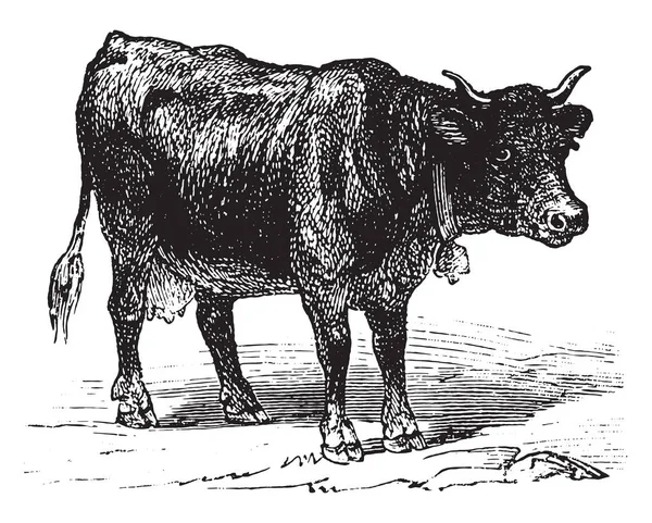 Kuh Jahrgang Gestochene Illustration Vie Dans Nature 1890 — Stockvektor