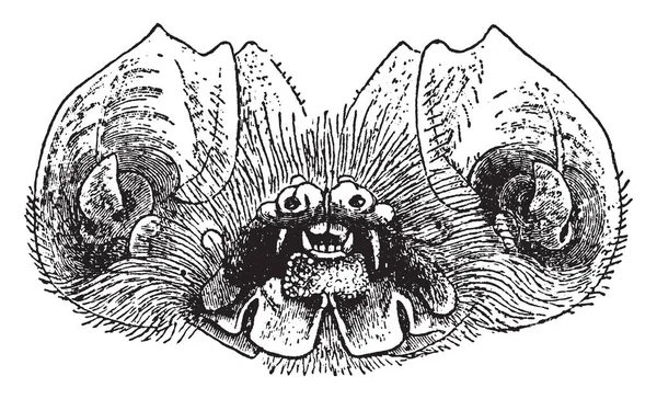 Mormops Blainrillii Una Specie Pipistrello Della Famiglia Mormoopidae Illustrazione Linee — Vettoriale Stock