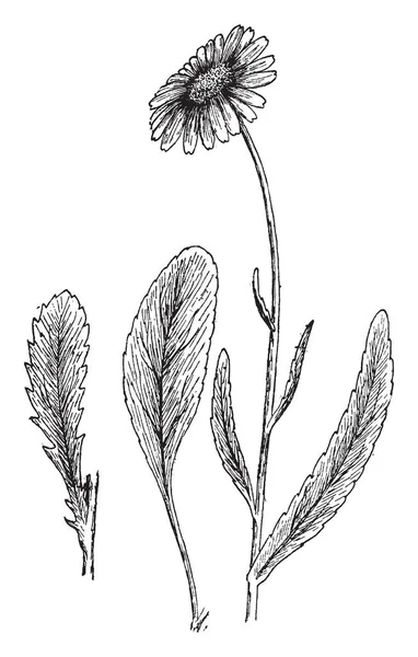 图像显示菊花最大值 叶子在底座上变窄了 有较小的长矛形状的叶子交替排列沿茎 复古线条画或雕刻插图 — 图库矢量图片