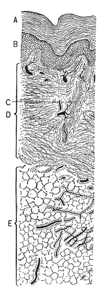 Иллюстрация Представляет Собой Поперечное Сечение Кожи Рисунок Винтажных Линий Гравировка — стоковый вектор