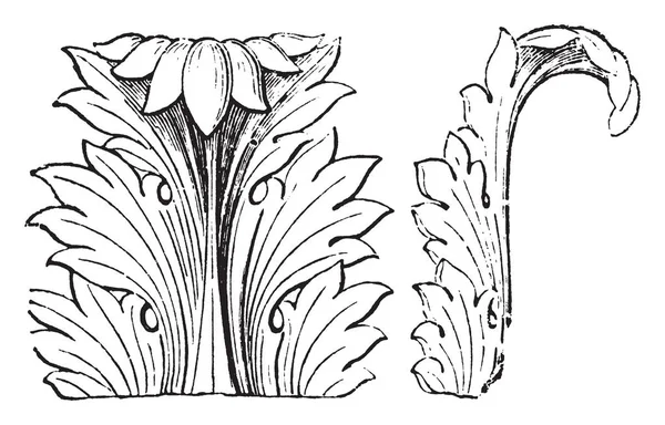 Folha Acanthus Vista Frontal Lateral Acanto Dos Ornamentos Mais Comuns —  Vetores de Stock