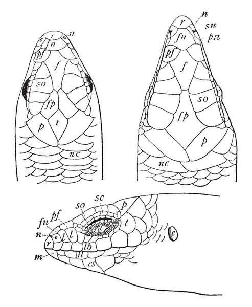 トカゲ米国南東部 ビンテージの線描画や彫刻イラストに固有の種であるトカゲの頭 — ストックベクタ