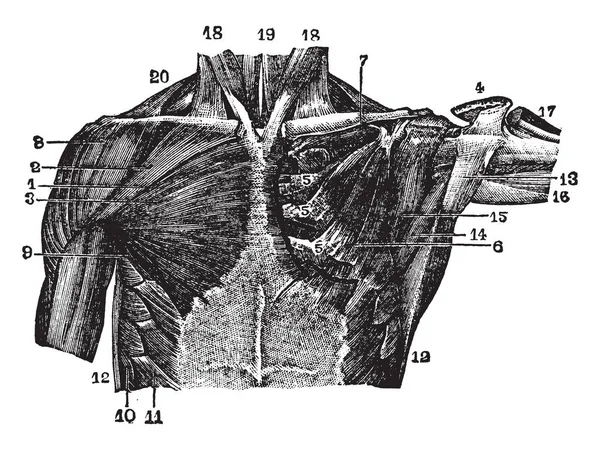 Tento Obrázek Představuje Svaly Hrudní Oblasti Vintage Kreslení Čar Nebo — Stockový vektor
