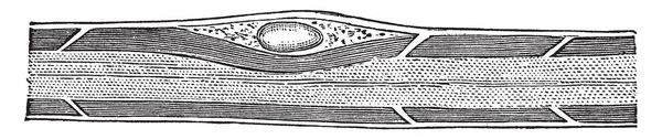 Cette Illustration Représente Une Partie Une Fibre Nerveuse Médullée Dessin — Image vectorielle