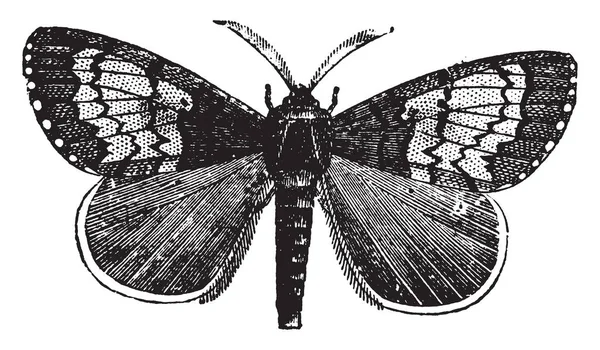 Polilla Gitana Masculina Donde Las Alas Polilla Gitana Son Relativamente — Vector de stock